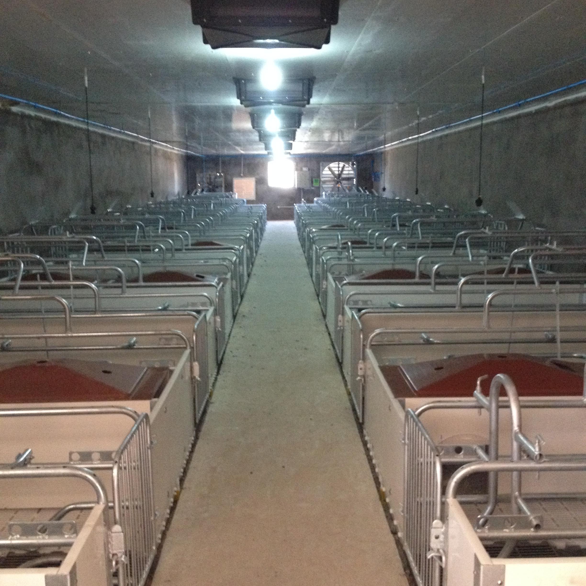 500 sow piglet farm equipment